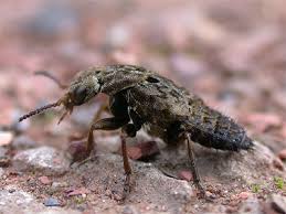 Attēlu rezultāti vaicājumam “Ontholestes murinus”