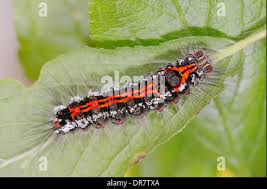 Attēlu rezultāti vaicājumam “Euproctis similis larva”