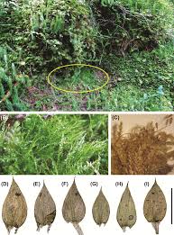 Attēlu rezultāti vaicājumam “Platydictya jungermannioides”