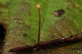 Attēlu rezultāti vaicājumam “Heyderia pusilla”