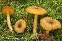 Attēlu rezultāti vaicājumam “Tricholomopsis decora”