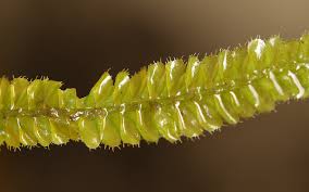 Attēlu rezultāti vaicājumam “Plagiochila porelloides sporophyte”