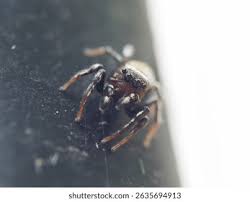 Attēlu rezultāti vaicājumam “Heliophanus sp.”