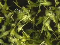 Attēlu rezultāti vaicājumam “Lemna trisulca”