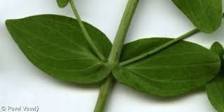 Attēlu rezultāti vaicājumam “Hypericum perforatum leaf”