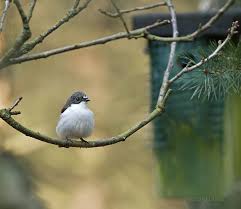 Attēlu rezultāti vaicājumam “Ficedula hypoleuca”