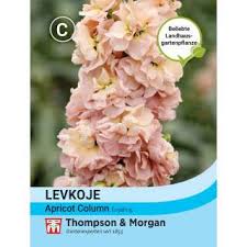 Image result for Levkoje