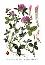 Attēlu rezultāti vaicājumam “Trifolium pratense”