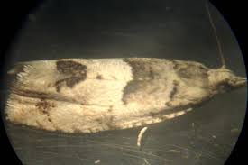 Attēlu rezultāti vaicājumam “Epinotia bilunana”