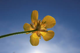 Attēlu rezultāti vaicājumam “Ranunculus repens flower”