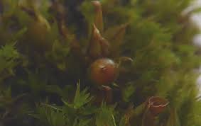 Attēlu rezultāti vaicājumam “Pseudotaxiphyllum elegans macro”