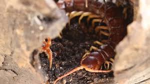 Attēlu rezultāti vaicājumam “Cucujus cinnaberinus larva”