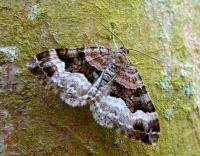 Attēlu rezultāti vaicājumam “Xanthorhoe biriviata”