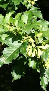 Attēlu rezultāti vaicājumam “Acer tataricum subsp. ginnala leaf”