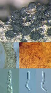 Attēlu rezultāti vaicājumam “Lasiosphaeria ovina spores”