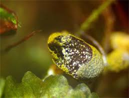 Attēlu rezultāti vaicājumam “Badhamiopsis macrospora macro”