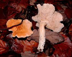 Attēlu rezultāti vaicājumam “Hydnum rufescens”