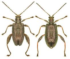 Attēlu rezultāti vaicājumam “Donacia dentata”