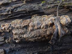 Attēlu rezultāti vaicājumam “Elmerina caryae”