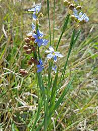 Attēlu rezultāti vaicājumam “Sisyrinchium montanum fruit”