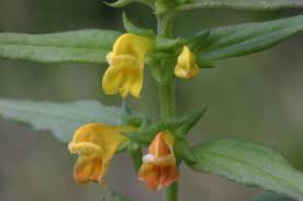 Attēlu rezultāti vaicājumam “Melampyrum sylvaticum”