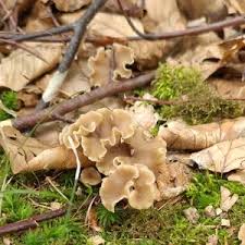 Attēlu rezultāti vaicājumam “Pseudocraterellus sinuosus”