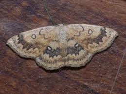 Attēlu rezultāti vaicājumam “Cyclophora annularia”