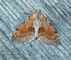 Attēlu rezultāti vaicājumam “Pennithera firmata”