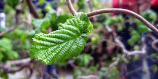 Attēlu rezultāti vaicājumam “Trichia contorta young”