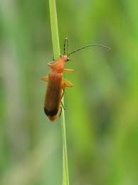 Attēlu rezultāti vaicājumam “Rhagonycha fulva”