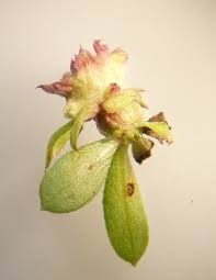 Attēlu rezultāti vaicājumam “Geocrypta galii”