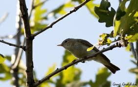 Image result for Phylloscopus orientalis