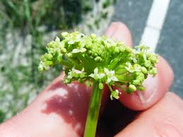 Attēlu rezultāti vaicājumam “Hydrocotyle vulgaris bud”