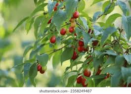 Attēlu rezultāti vaicājumam “Cornus mas fruit”