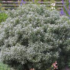 Attēlu rezultāti vaicājumam “Hippophae rhamnoides female flower”