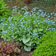 Image result for Brunnera `Jack Frost`