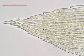 Attēlu rezultāti vaicājumam “Pohlia cruda”