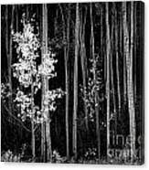 Image result for Ansel Adams Aspens New Mexico