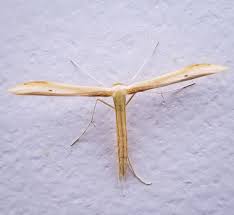 Attēlu rezultāti vaicājumam “Pterophoridae”