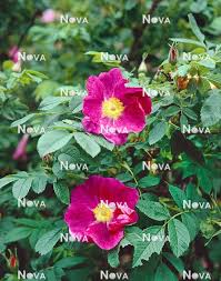 Attēlu rezultāti vaicājumam “Rosa majalis”