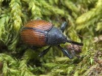 Attēlu rezultāti vaicājumam “Anthonomus phyllocola”