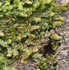 Attēlu rezultāti vaicājumam “Jungermannia subulata”