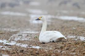 Attēlu rezultāti vaicājumam “Cygnus columbianus”