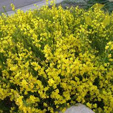 Image result for Cytisus scoparius