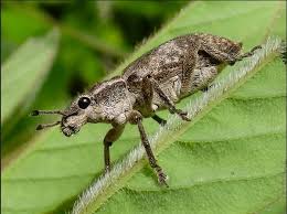 Attēlu rezultāti vaicājumam “Sitona sp.”