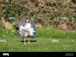 Attēlu rezultāti vaicājumam “Numida meleagris adult”