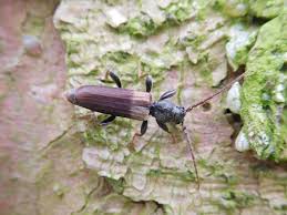 Attēlu rezultāti vaicājumam “Tetropium fuscum”