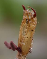 Attēlu rezultāti vaicājumam “Metatrichia sp.”