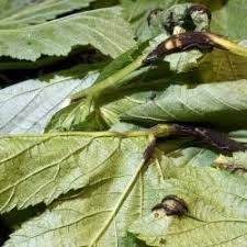 Attēlu rezultāti vaicājumam “Triphragmium ulmariae”