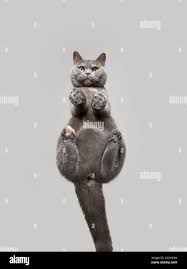 Image result for invisible cat